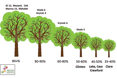 Relative size comparison chart of several rootstocks being evaluated by Michigan State University and Washington State University. More information about this graphic can be found in this Good Fruit Grower article.
