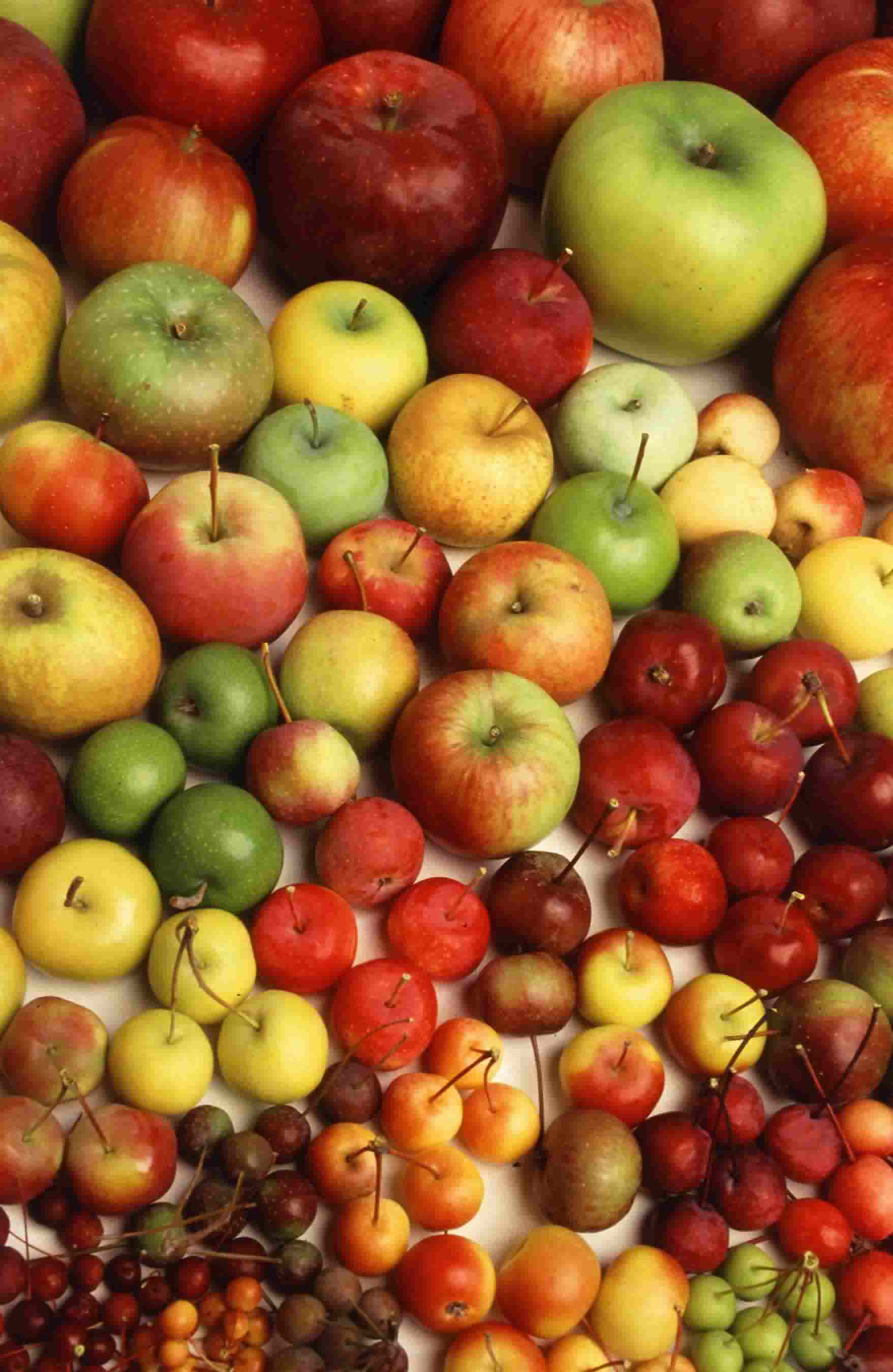 Washington State Seasonal Fruit Chart