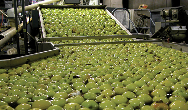 Apples from field bins are dumped into the water tank: the first step in the packing and sorting process.