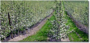 High density planting of apples using Tall Spindle system. (credit: B. Barritt, WSU emeritus)