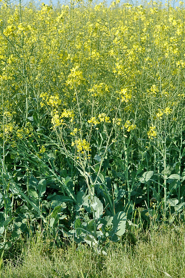 Crops in the Brassiceae family have shown promise as cover crop "biofumigation" (source: Univ. of Arkansas)
