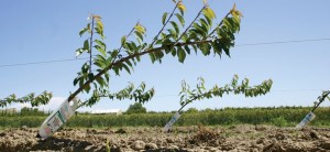 Upright Fruiting Offshoots (UFO) System for Sweet Cherries. (source: Fruit Grower News)