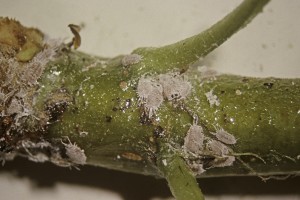 Grape mealybug adults and nymphs