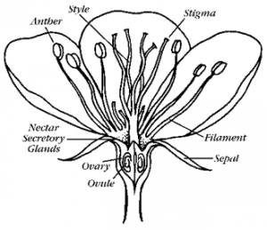 Basic flower anatomy including style.