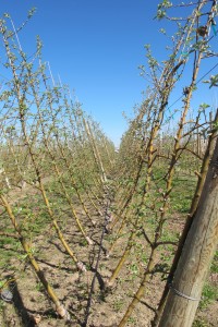 WA 38 in a European V system at WSU’s ROZA orchard in Prosser. 