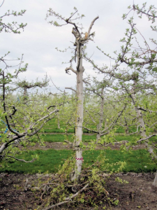 This Manchurian crabapple was pruned quickly using a chainsaw. Photo courtesy Richard Kim. 