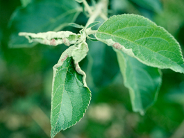 Apple leafcurling midge leaf damage (galls) (Courtesy of British Columbia Ministry of Agriculture and Lands)