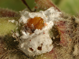 Apple mealybug mummy (parasitized); with ovisac removed (upper)and with ovisac intact (lower). Note the adult parasitoid's exit holes in the ovisac. (E. Beers, July 2007)