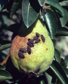 Western boxelder bug adults on pear (J. Brunner)