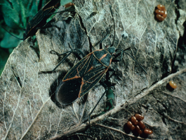 Boxelder bug adult (E. Beers)
