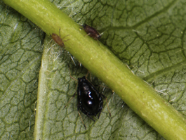 Black cherry aphid (E. Beers)