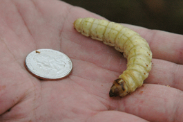 Carpenterworm mature larva (note greenish cast) (E. Beers)