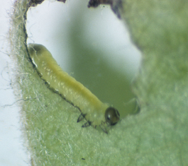 California pear sawfly larva (H. Riedl)