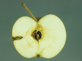Dock sawfly larva in apple (H. Riedl)