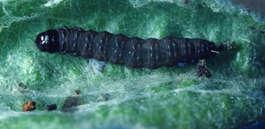 Eyespotted bud moth larva (J. Brunner)