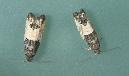 Eyespotted bud moth adults (J. Brunner)