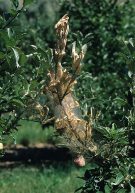 Fall webworm nest and damage to apple (E. Beers)