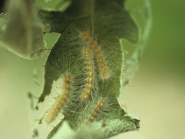 Fall webworm larvae (E. Beers, July 1992) 