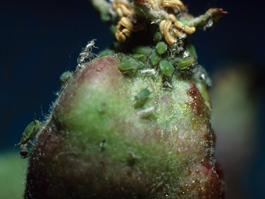 Green apple aphid feeding on fruitlet (E. Beers)