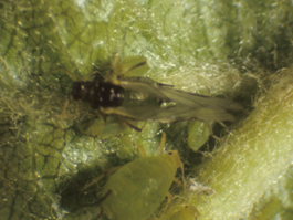 Alate (winged) and apterous (wingless) apple aphids (E. Beers)
