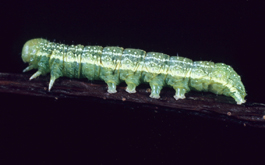 Green fruitworm larva (F. Howell)