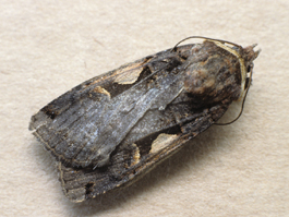 Spotted cutworm adult (F. Howell)