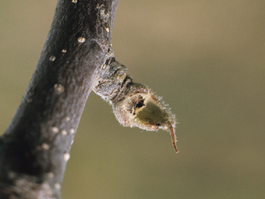 Bud damage by spotted cutworm (F. Howell)