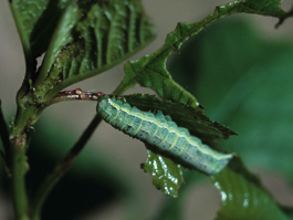Larva of bertha armyworm (H. Riedl)