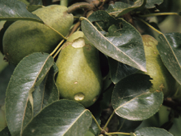 Bertha armyworm damage to pear (F. Howell)