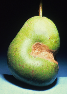 Green fruitworm feeding damage to pear (J. Brunner)