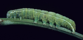 Speckled green fruitworm larva (F. Howell)