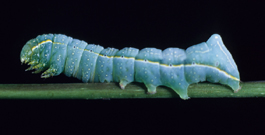 Pyramidal fruitworm larva (F. Howell)