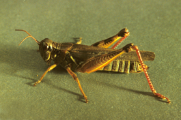 Redlegged grasshopper adult (J. Brunner)