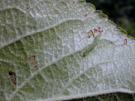 Lacanobia neonate on leaf (M. Doerr)