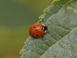Adult twospotted lady beetle (Adalia bipunctata) (E. Beers, July 2007)