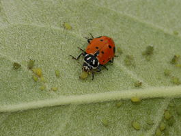 Convergent lady beetle preying on apple aphids (E. Beers, July 2007)