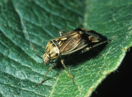 Lygus bug adult (J. Brunner)