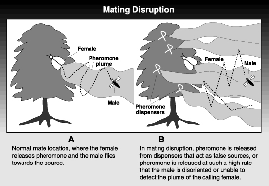 drawing of mating disruption porocess