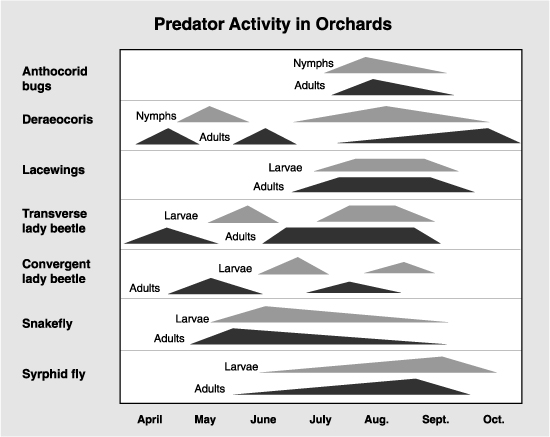 timeline of predator activity in orchards