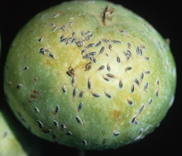 Oystershell scale on apple fruit (J. Brunner)