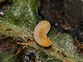 Pear leafcurling midge larva (E. LaGasa)