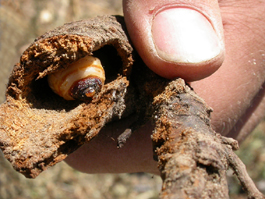 Prionus root borer larva inside root (S. Steffan)
