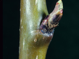 Overwintering deutogyne female pear rust mites (TFREC)