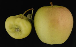 Rosy apple aphid damage to Golden Delicious (left); normal apple (right) (E. Beers)