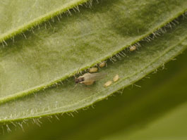 Rosy apple aphid alate and nymphs on narrowleaf plantain (E. Beers)