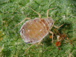 Rosy apple aphid adult (E. Beers)