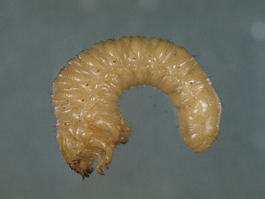 Rain beetle larva (E. Bay)