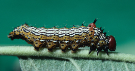 Redhumped caterpillar larva (J. Brunner)