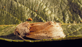 Rednecked caterpillar adult moth (E. Beers, July 1992)