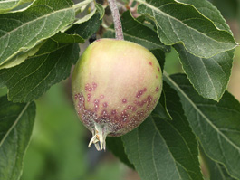 Scale on Delicious apple (early season) (E. Beers, June 2009)
